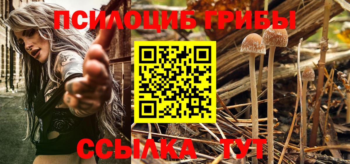 Галлюциногенные грибы Cubensis Коряжма